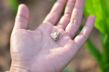 Corn Fall Armyworm Spodoptera frugiperda moth (butterfly) on corn leaf. Corn caterpillar the most important of organic corn field.