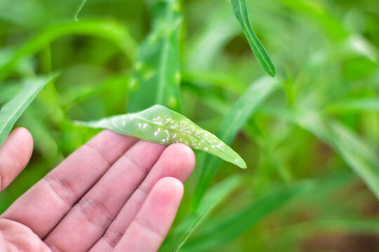 White rust disease on morning glory. Albugo ipomoeae-panduratae