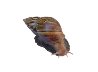 A separate snail on a white background