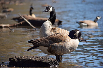 Canada Geese at river.