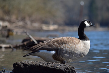 Canada Goose at river.