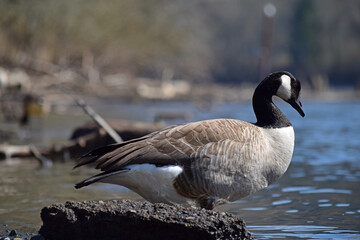 Canada Goose at river.