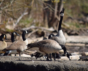 Canada Geese at river.