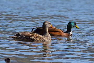 Mallard Ducks at river.