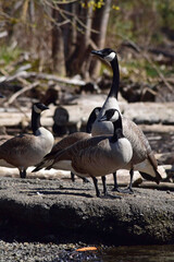 Canada Geese at river.