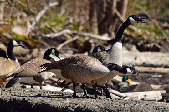 Canada Geese at river.