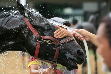 Race horse getting cooled down after race.water spray for Cooling Down on a Hot Summer Day: Horse Wash
