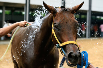 Race horse getting cooled down after race.water spray for Cooling Down on a Hot Summer Day: Horse Wash
