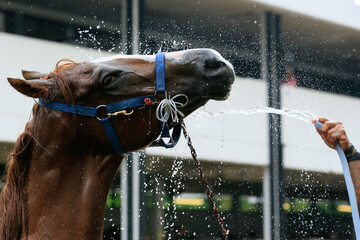 Race horse getting cooled down after race.water spray for Cooling Down on a Hot Summer Day: Horse Wash  © 22August