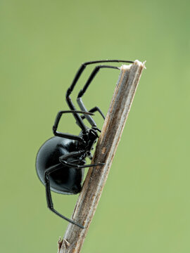 P5130028 side view of female black widow spider climbing on a stick, Boundary Bay, Delta, Canada cECP 2021