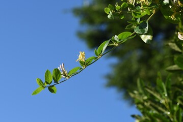Japanese honeysuckle flowers. Caprifoliaceae evergreen vine tree.