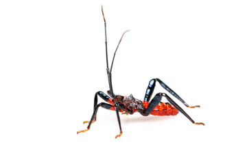 Image of red assassin bug isolated on white background. Animal. Insect.