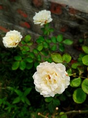 A white rose in focus