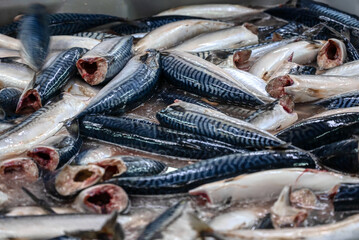 Lots of headless mackerel carcasses. Sea fish. Raw fish