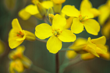 Obraz premium Closeup of flowering colza (rapeseed or canola) plant for green energy, oil industry and honey plant. Rape seed flower macro view on blurred background.