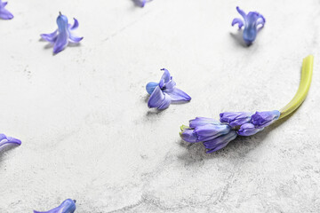Beautiful hyacinth flowers on light background, closeup