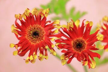 ガーベラ　パルマ