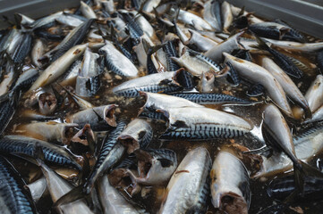 Headless and gutted mackerel. Fresh sea fish, prepared for processing