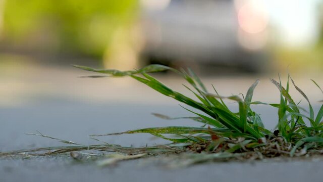 Weed swaying in the wind. Focus on foreground