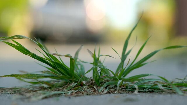 Weed swaying in the wind. Close-up