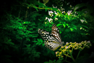 Glassy Tiger butterfly - Parantica aglea