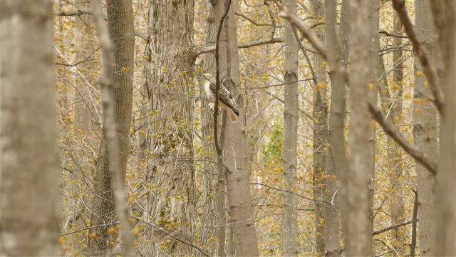 A Hawk Sits Perched On A Forest Tree Branch Before Flying Away, Bird Of Prey