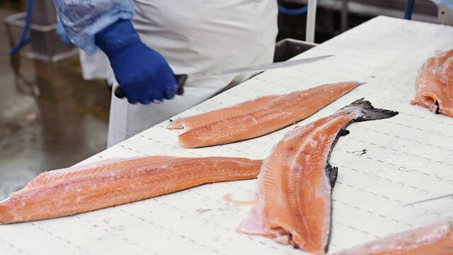 The process of manual filleting of red fish. The worker cuts the fish into pieces with a knife.