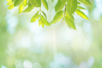 Spring background Green trees leaves on blurred background and natural light bokeh