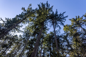 washington state treetops in forest with summer blue sky