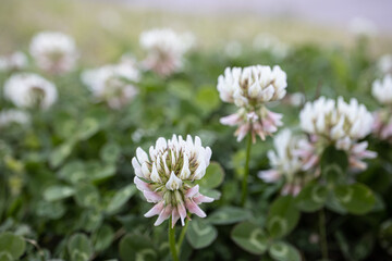 シロツメクサの野原　背景　