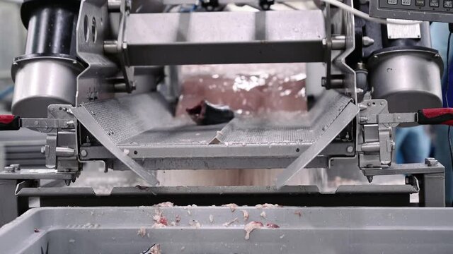 Decapitated and gutted mackerel on a metal vibrating conveyor.