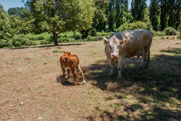 cattle in southern Chile