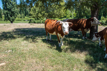 Fototapeta na wymiar cattle in southern Chile