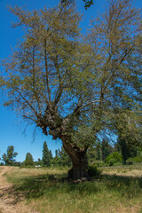 countryside landscapes of southern Chile