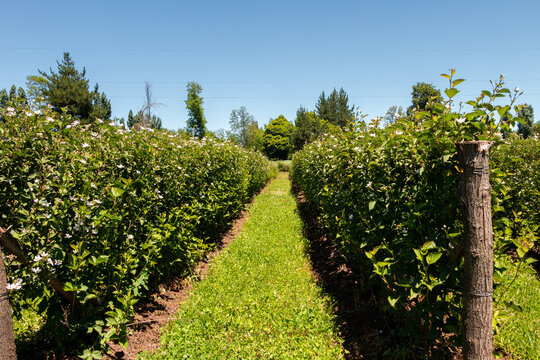 raspberry plantation in southern Chile, Plantacion de frambuezas en el sur de Chile