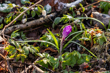 Crocus plant in all its beauty, close up	