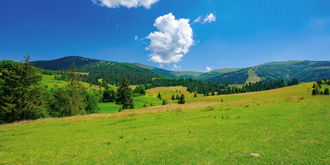 Fototapeta na wymiar countryside summer landscape on a sunny day. grassy fields and forested hills at the foot of mountain ridge beneath a blue sky with fluffy clouds