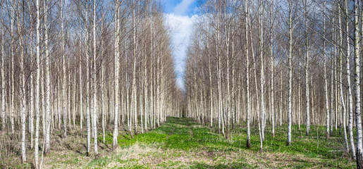 Peel and stick wall murals Spring,autumn landscape with the birches forest. Birch tree plantation in countryside in spring.