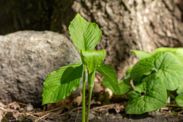 Macro view of a young green jack-in-the-pulpit (arisaema triphyllum) wildflower plant, blooming at the edge of a forest ravine