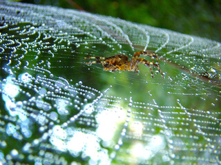 spider web with dew