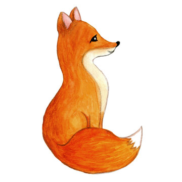 sitting cute fox watercolor illustration