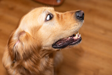 Cute golden retriever dog looking surprised big eyes while resting at home.Side view.Closeup.