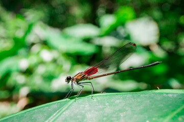 A damselfly rests over a green leaf in the jungle