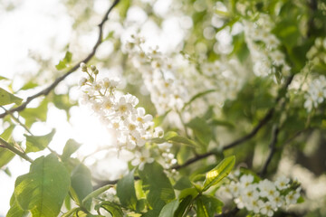 Fototapeta premium Close-up of cherry flowers. Tender spring concept. Image for cards, banners, posters for the holidays, Mother's Day, International Women's Day, Spring Day 