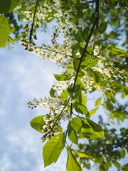 Close-up of cherry flowers. Tender spring concept. Image for cards, banners, posters for the holidays, Mother's Day, International Women's Day, Spring Day	