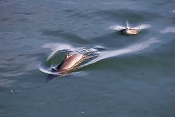 dolphins in a small pod swimming in puget sound near gig harbor