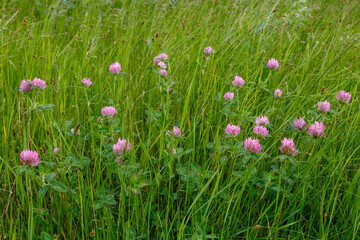 Trifolium pratense. Red clover plants among the grass.