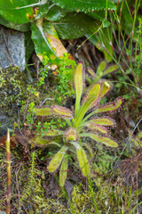 African Wildflower: Drosera hilaris (a carnivorous plant) on the Table Mountain in Cape Town in the Western Cape of South Africa