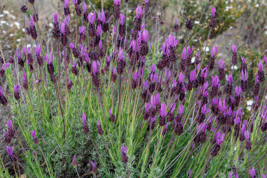 Lavandula pedunculata. French lavender plant, with its violet flowers.