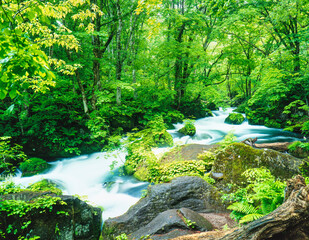 新緑の奥入瀬渓流